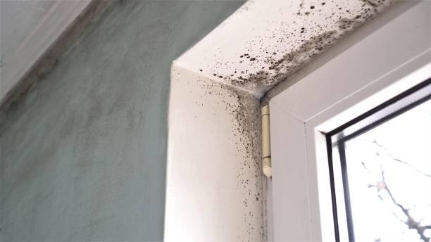 Best Residential Mold Inspection & Testing  in Stonegate, CO